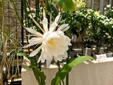 DSCF7900_R
