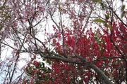 DSCF0475_R
