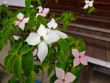 DSCF8225_R