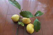 DSCF9923_R