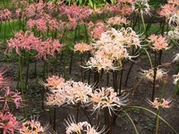 DSCF4943_R