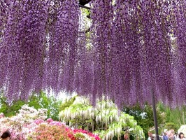 DSCF2262_R