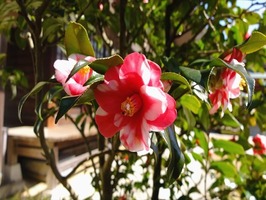 DSCF1184_R