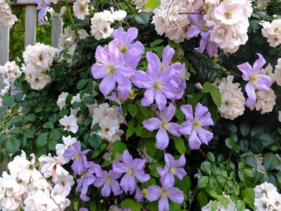 DSCF7999_R