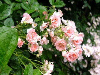 DSCF8064_R