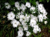 DSCF7393_R