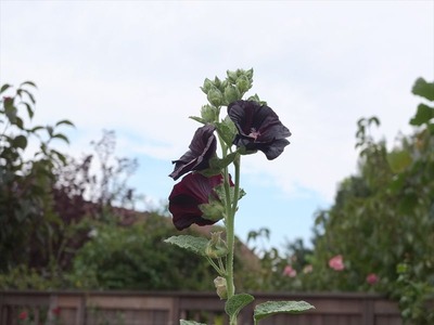 DSCF4581_R