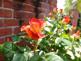 DSCF2438_R