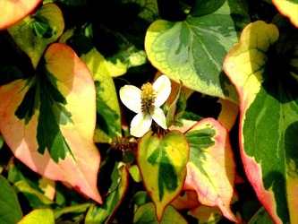DSCF8570_R