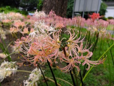 DSCF4935_R