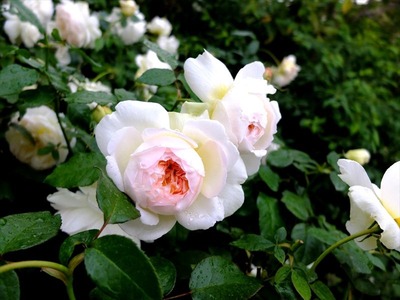 DSCF5622_R