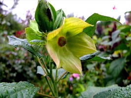 DSCF8966_R