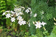 DSCF2934_R