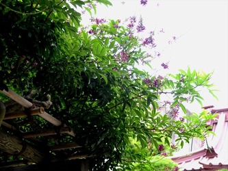 DSCF4487_R