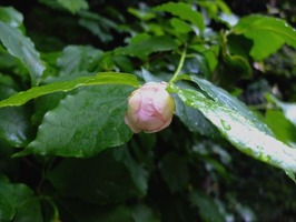 DSCF2904_R