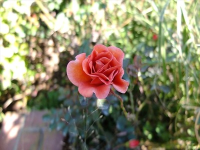 DSCF5415_R