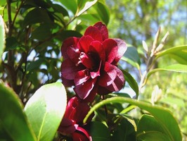 DSCF2144_R