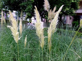 DSCF9007_R