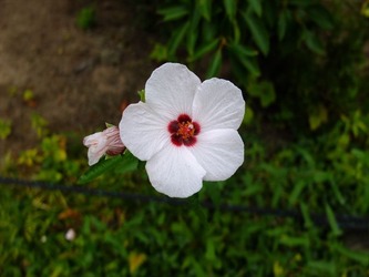 DSCF4417_R