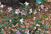 DSCF9475_R