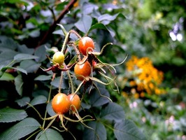 DSCF9063_R