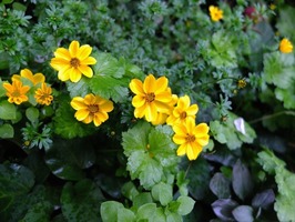 DSCF5621_R