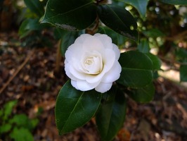 DSCF7646_R