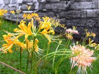 DSCF4884_R