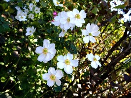 DSCF5458_R