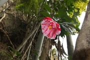 DSCF0499_R