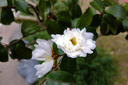 DSCF9566_R