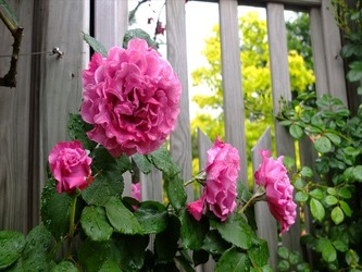 DSCF7059_R