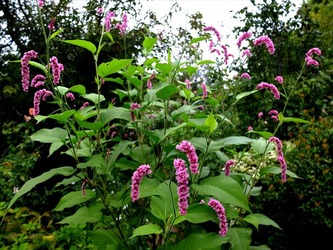 DSCF4540_R