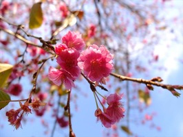 DSCF6333_R