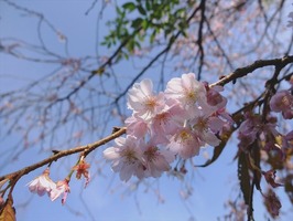 DSCF5991_R
