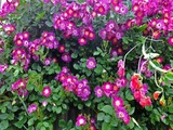DSCF7216_R