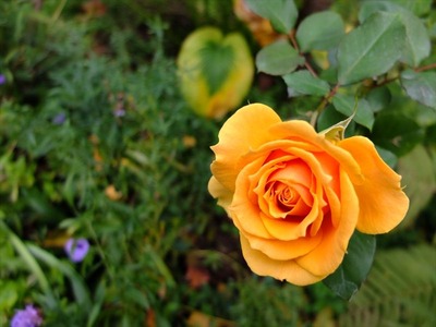 DSCF5681_R