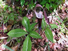 DSCF2164_R