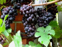DSCF8956_R