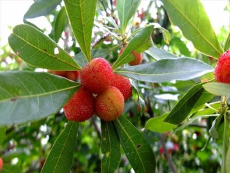DSCF8585_R