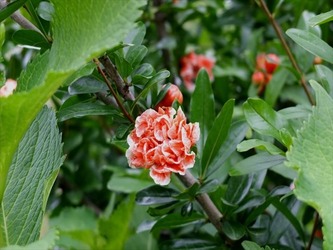 DSCF8400_R