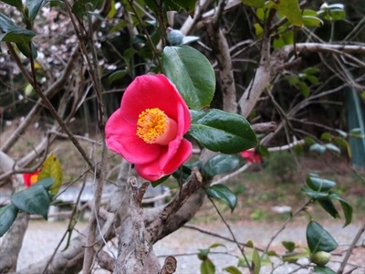 DSCF6966_R