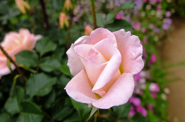 DSCF7305