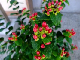 DSCF3679_R