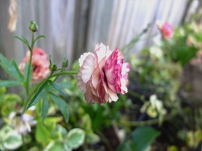 DSCF7819_R