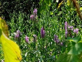 DSCF9242_R