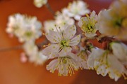 DSCF9933_R