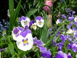 DSCF6951_R