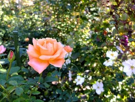 DSCF5460_R