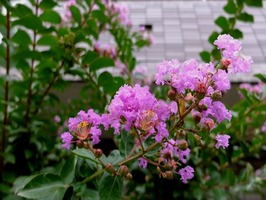 DSCF8887_R